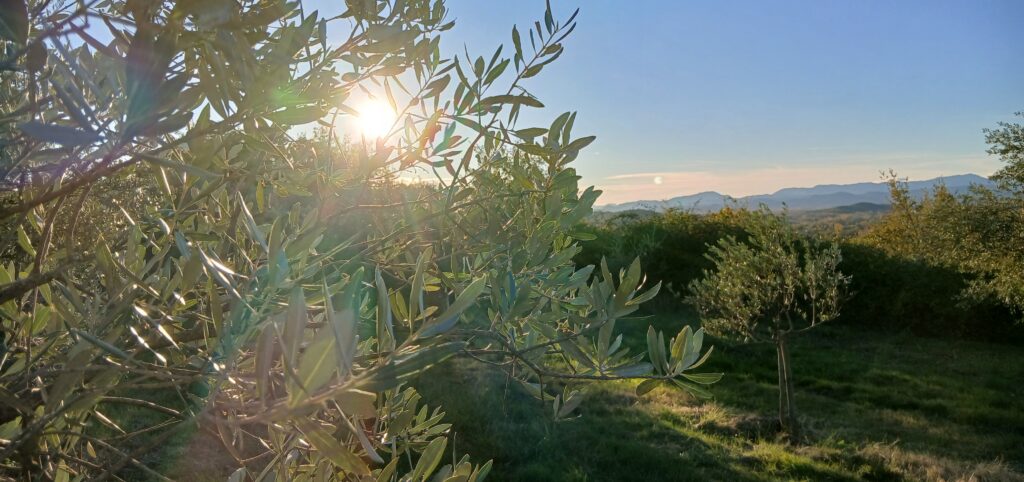 Field Olive Grove Preview