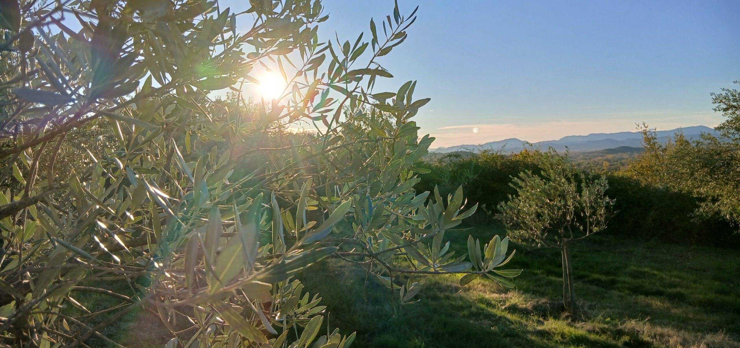 Field Olive Grove Preview