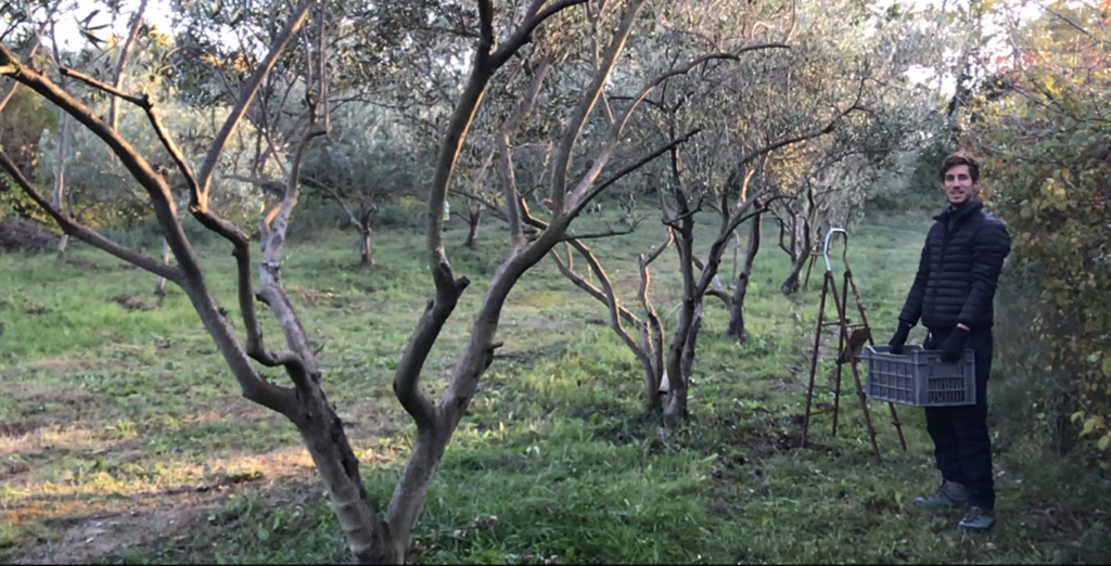 olive grove with a case