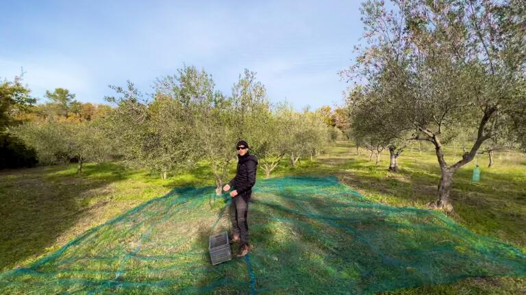 olive grove net