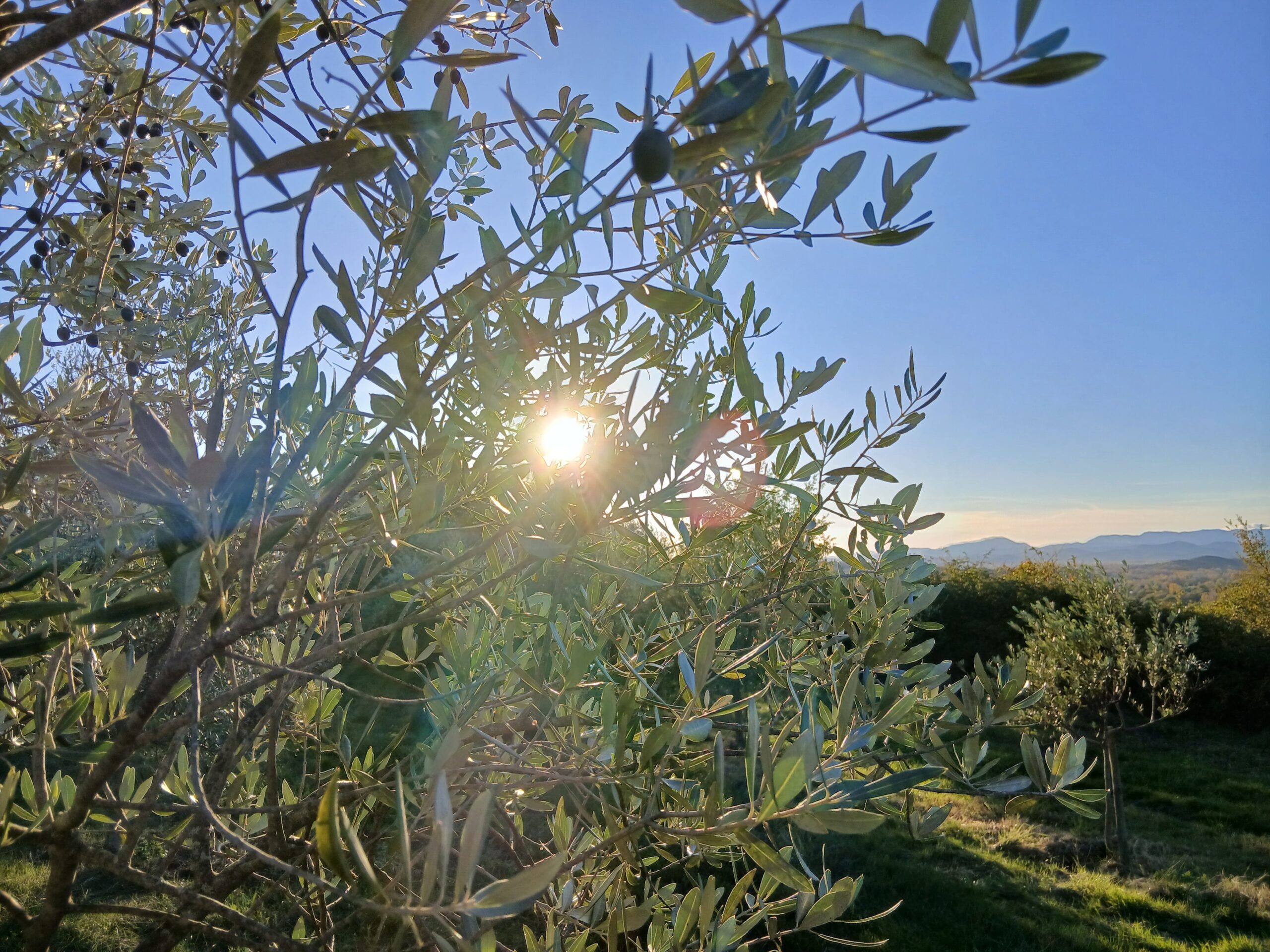 Welcome Field Olive Grove Preview